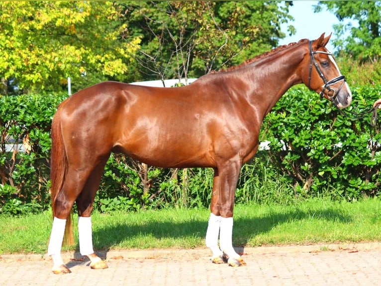 Hannoveriano Caballo castrado 3 años 166 cm Alazán-tostado in Selsingen