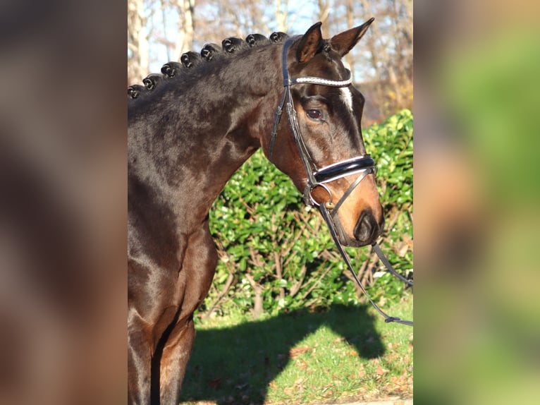 Hannoveriano Caballo castrado 3 años 166 cm Castaño in Selsingen