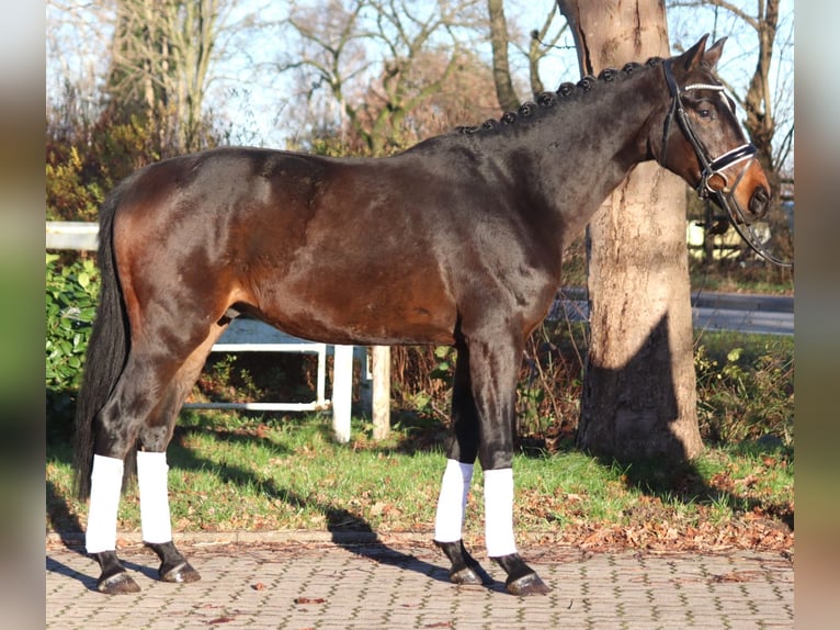 Hannoveriano Caballo castrado 3 años 166 cm Castaño in Selsingen