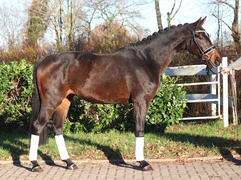 Hannoveriano Caballo castrado 3 años 166 cm Castaño in Selsingen