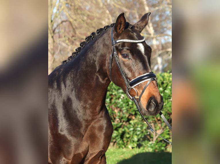 Hannoveriano Caballo castrado 3 años 166 cm Castaño in Selsingen