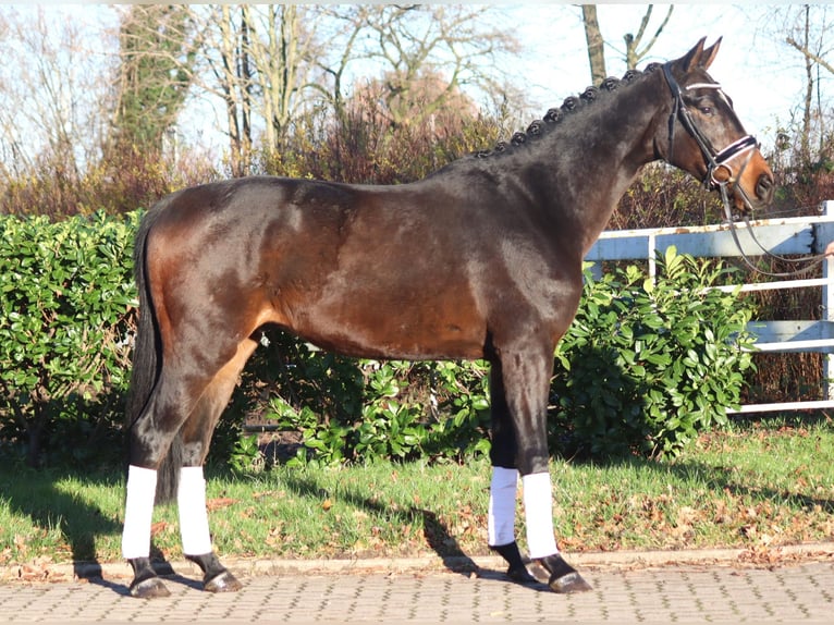 Hannoveriano Caballo castrado 3 años 166 cm Castaño in Selsingen