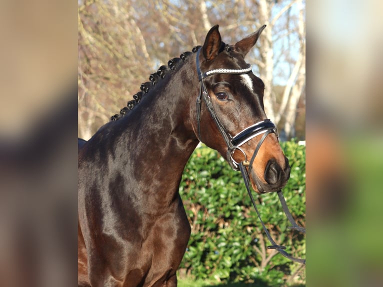 Hannoveriano Caballo castrado 3 años 166 cm Castaño in Selsingen