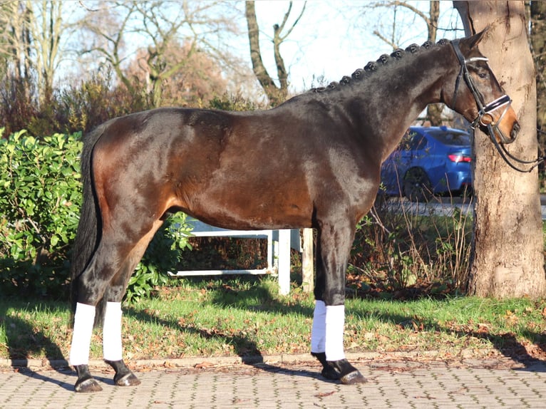 Hannoveriano Caballo castrado 3 años 166 cm Castaño in Selsingen