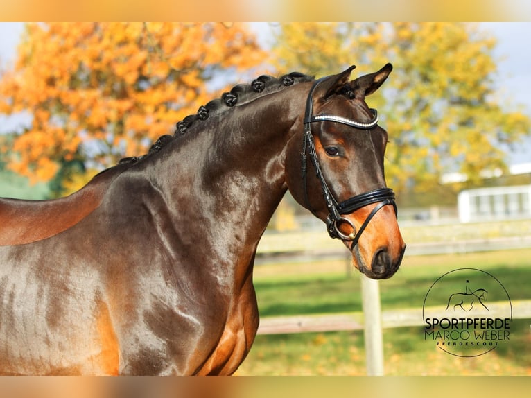 Hannoveriano Caballo castrado 3 años 166 cm Castaño in Weyhe