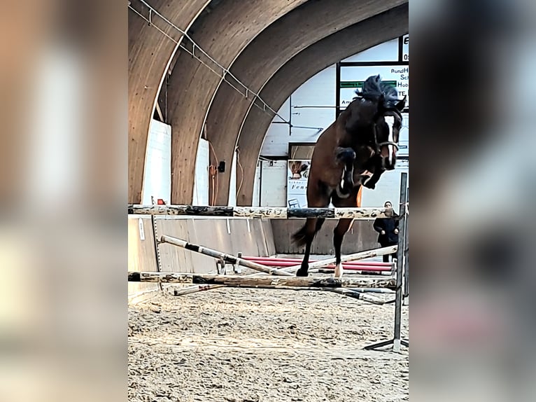 Hannoveriano Caballo castrado 3 años 166 cm Castaño in Werlte