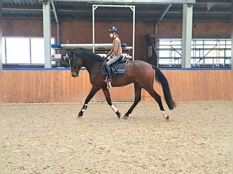 Hannoveriano Caballo castrado 3 años 166 cm Castaño in Werlte