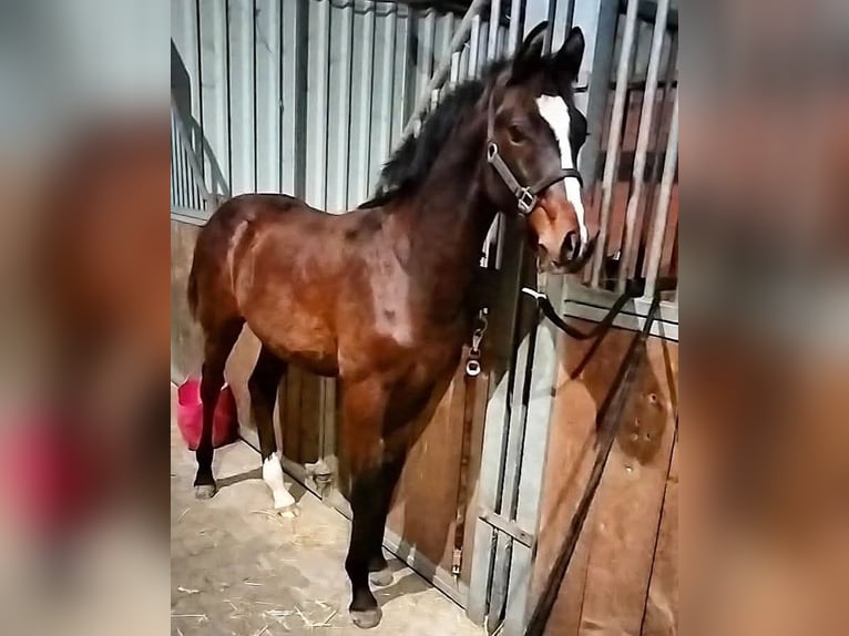 Hannoveriano Caballo castrado 3 años 166 cm Castaño in Werlte