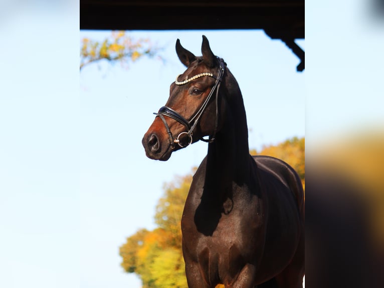 Hannoveriano Caballo castrado 3 años 166 cm Morcillo in Bramsche