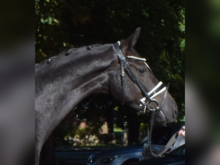 Hannoveriano Caballo castrado 3 años 166 cm Negro in Fredenbeck