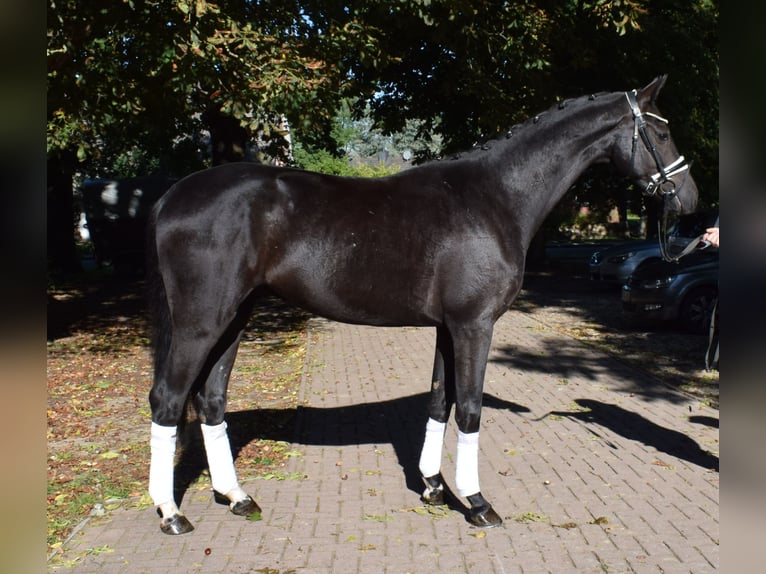 Hannoveriano Caballo castrado 3 años 166 cm Negro in Fredenbeck