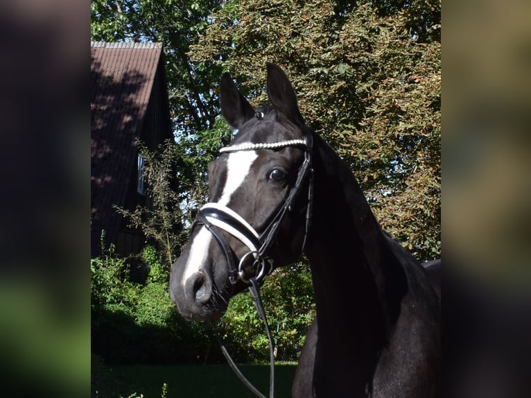 Hannoveriano Caballo castrado 3 años 166 cm Negro in Fredenbeck