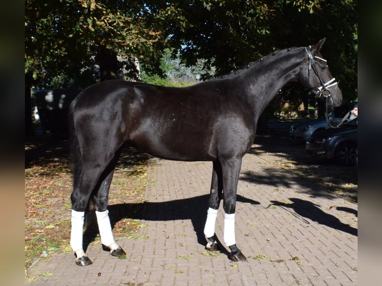 Hannoveriano Caballo castrado 3 años 166 cm Negro in Fredenbeck