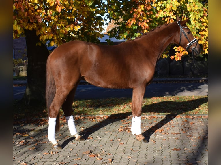 Hannoveriano Caballo castrado 3 años 167 cm Alazán in Fredenbeck