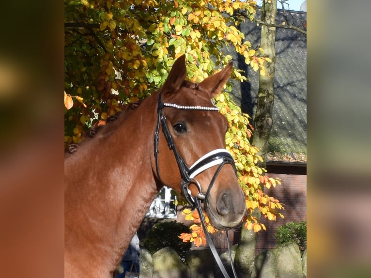 Hannoveriano Caballo castrado 3 años 167 cm Alazán in Fredenbeck