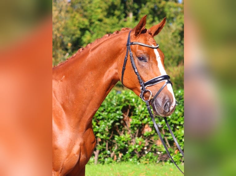 Hannoveriano Caballo castrado 3 años 167 cm Alazán in Selsingen