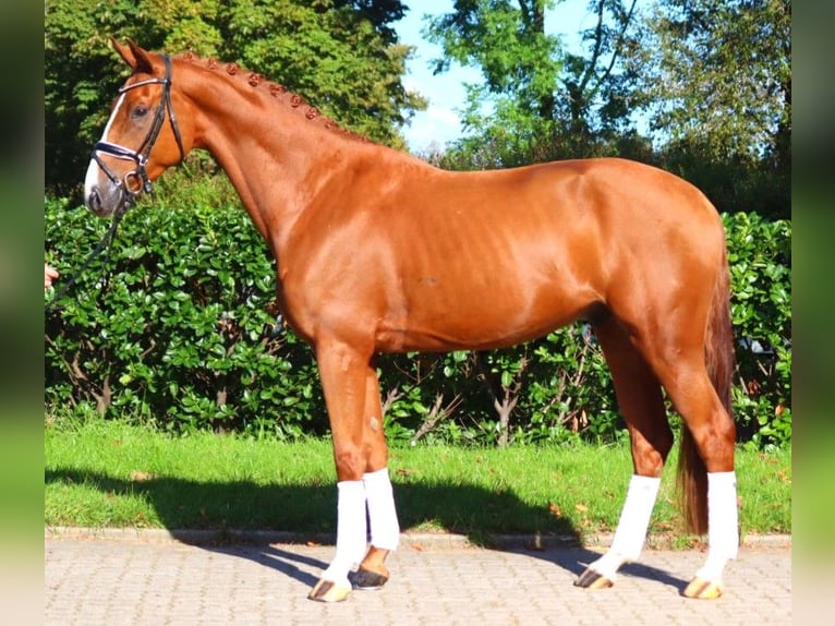 Hannoveriano Caballo castrado 3 años 167 cm Alazán in Selsingen