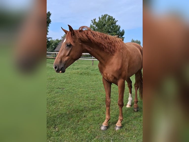 Hannoveriano Caballo castrado 3 años 167 cm Alazán in Marne