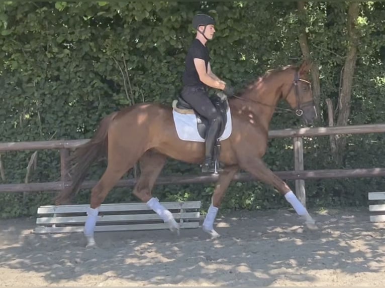 Hannoveriano Caballo castrado 3 años 167 cm Alazán-tostado in Verden (Aller)