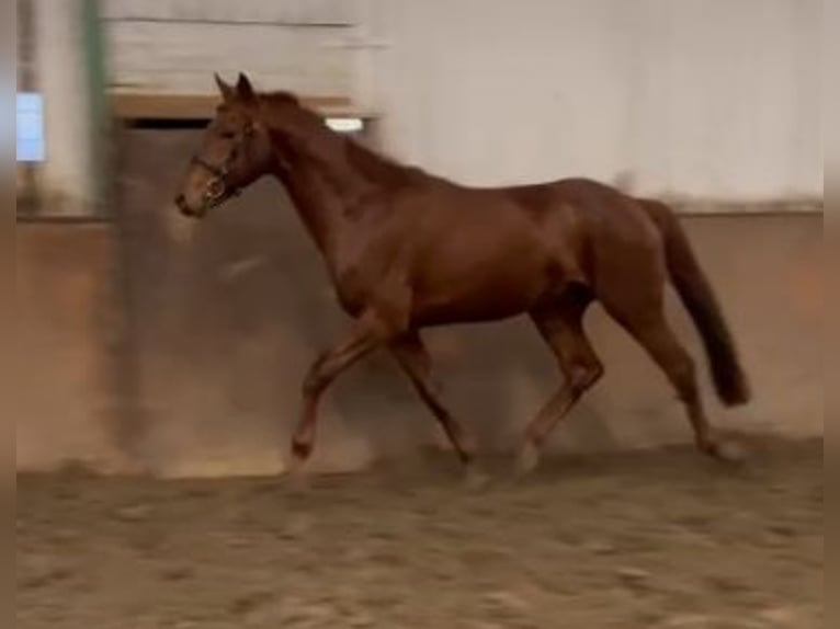 Hannoveriano Caballo castrado 3 años 167 cm Alazán-tostado in Viöl