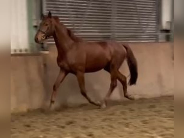 Hannoveriano Caballo castrado 3 años 167 cm Alazán-tostado in Viöl