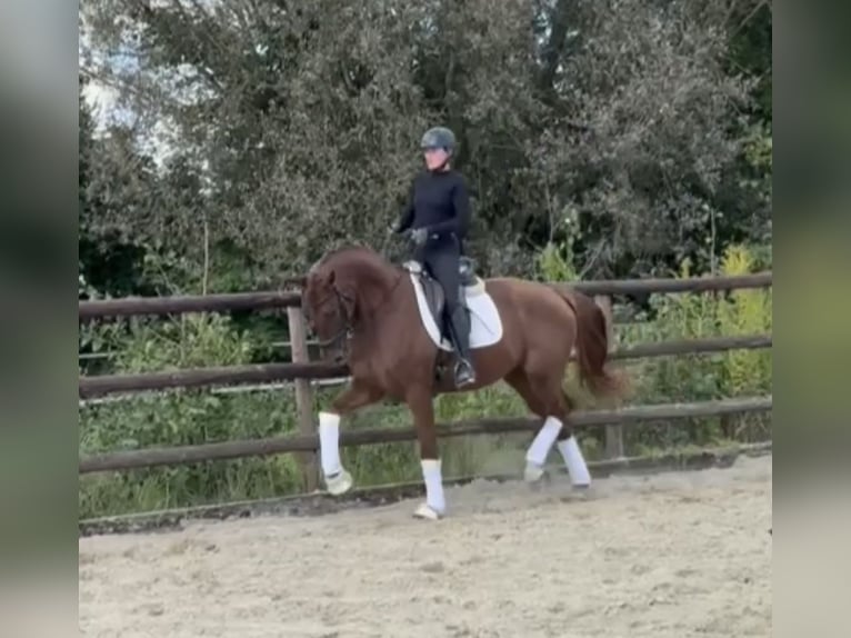 Hannoveriano Caballo castrado 3 años 167 cm Alazán-tostado in Hamm