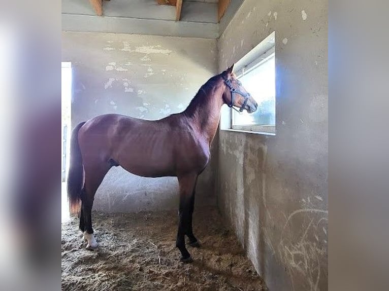 Hannoveriano Caballo castrado 3 años 167 cm Castaño in Burgstädt
