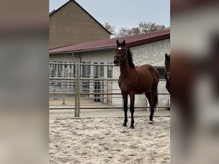 Hannoveriano Caballo castrado 3 años 167 cm Castaño in Burgstädt