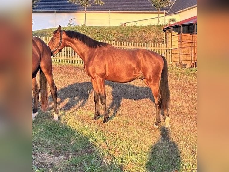 Hannoveriano Caballo castrado 3 años 167 cm Castaño in Burgstädt