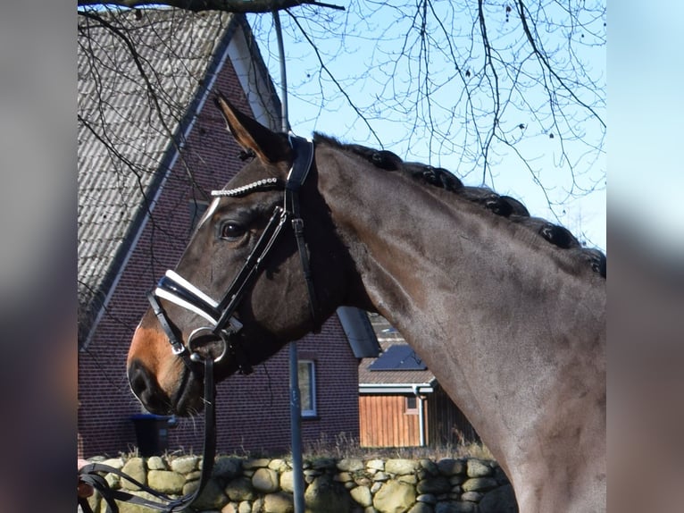 Hannoveriano Caballo castrado 3 años 167 cm Castaño in Fredenbeck