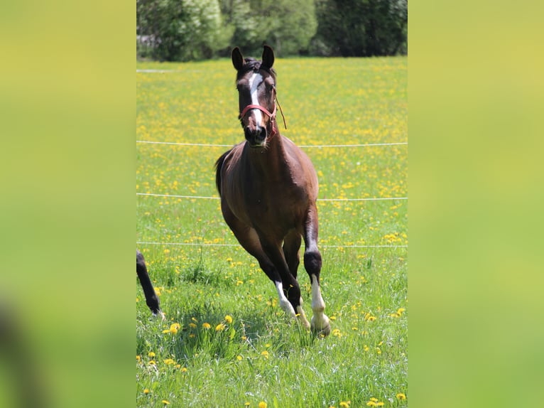 Hannoveriano Caballo castrado 3 años 167 cm Castaño in Schladming