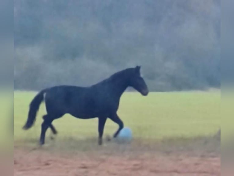 Hannoveriano Caballo castrado 3 años 167 cm Castaño oscuro in seehausen