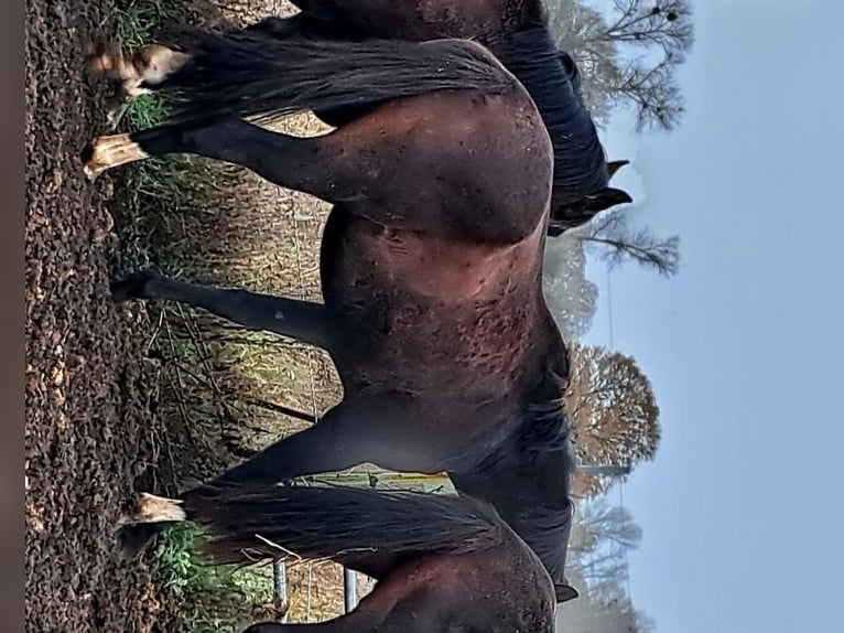 Hannoveriano Caballo castrado 3 años 167 cm Castaño oscuro in seehausen