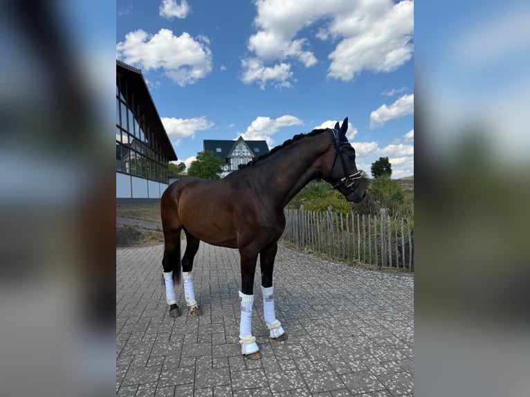 Hannoveriano Caballo castrado 3 años 167 cm Castaño oscuro in Haiger