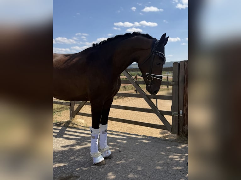 Hannoveriano Caballo castrado 3 años 167 cm Castaño oscuro in Haiger