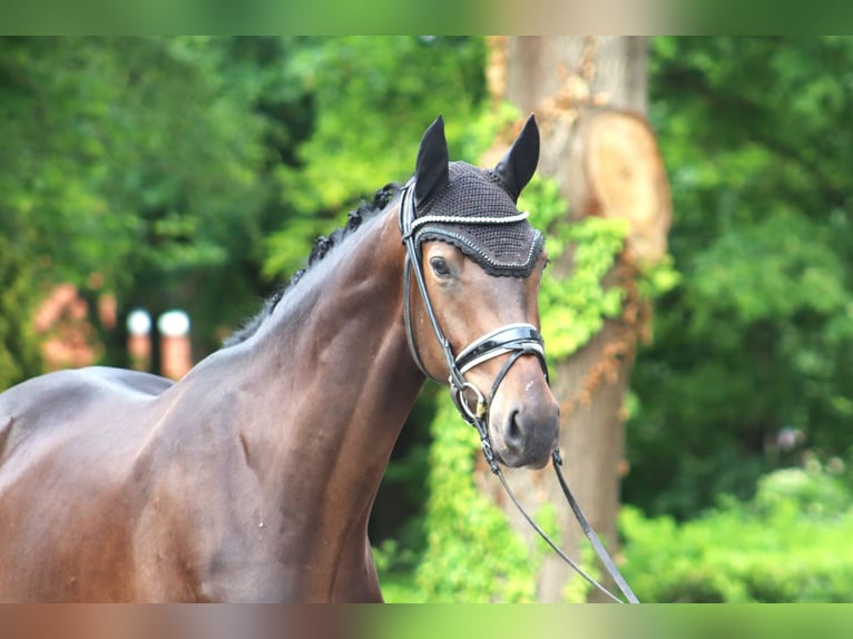 Hannoveriano Caballo castrado 3 años 167 cm Castaño oscuro in Ree&#xDF;um