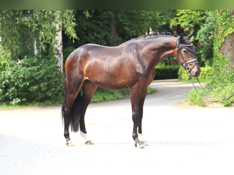 Hannoveriano Caballo castrado 3 años 167 cm Castaño oscuro in Ree&#xDF;um