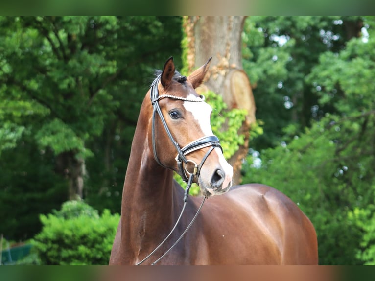 Hannoveriano Caballo castrado 3 años 167 cm Castaño oscuro in Ree&#xDF;um