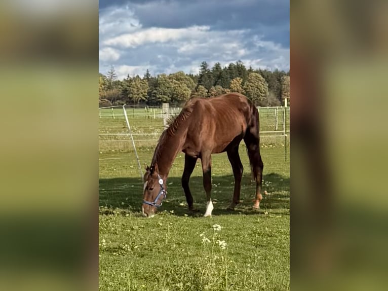 Hannoveriano Caballo castrado 3 años 167 cm Castaño oscuro in Hohenbrunn