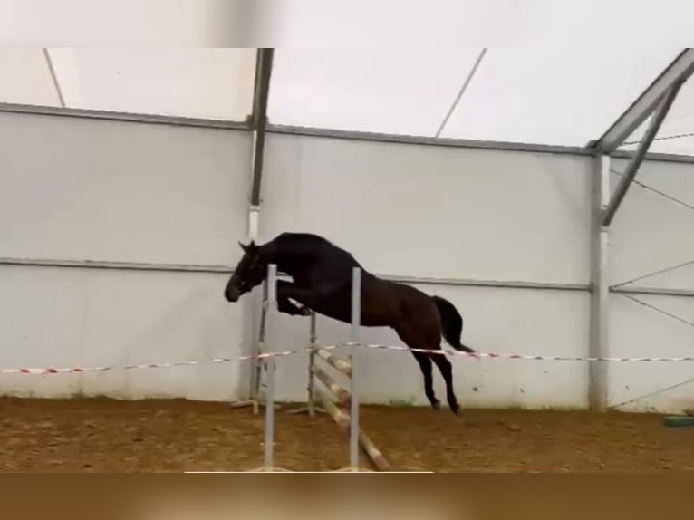 Hannoveriano Caballo castrado 3 años 167 cm Castaño rojizo in Jarosławiec