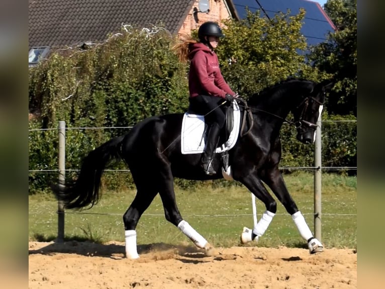Hannoveriano Caballo castrado 3 años 167 cm Negro in Fredenbeck