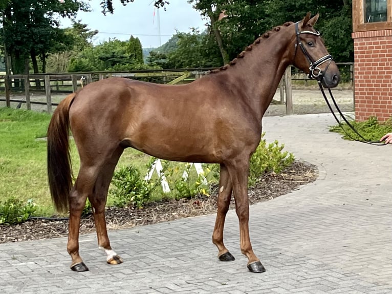 Hannoveriano Caballo castrado 3 años 168 cm Alazán in Barver