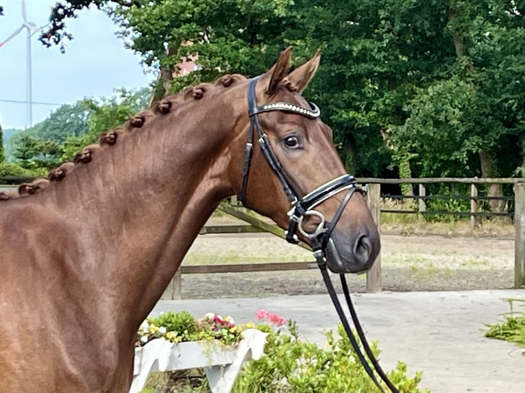 Hannoveriano Caballo castrado 3 años 168 cm Alazán in Barver