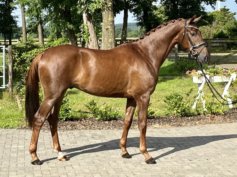 Hannoveriano Caballo castrado 3 años 168 cm Alazán in Barver