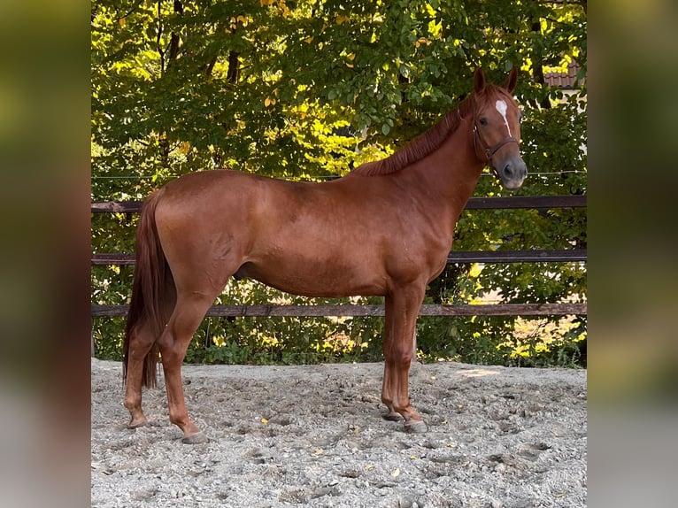 Hannoveriano Caballo castrado 3 años 168 cm Alazán in Barenburg