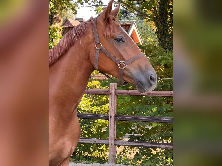 Hannoveriano Caballo castrado 3 años 168 cm Alazán in Barenburg