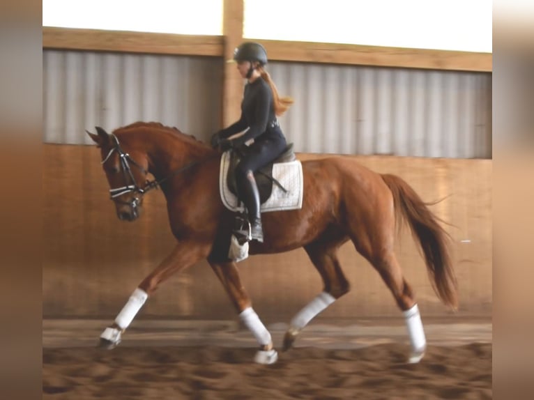 Hannoveriano Caballo castrado 3 años 168 cm Alazán in Fredenbeck