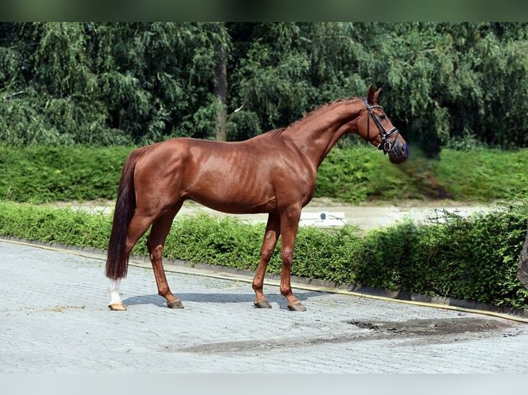 Hannoveriano Caballo castrado 3 años 168 cm Alazán in Visbek