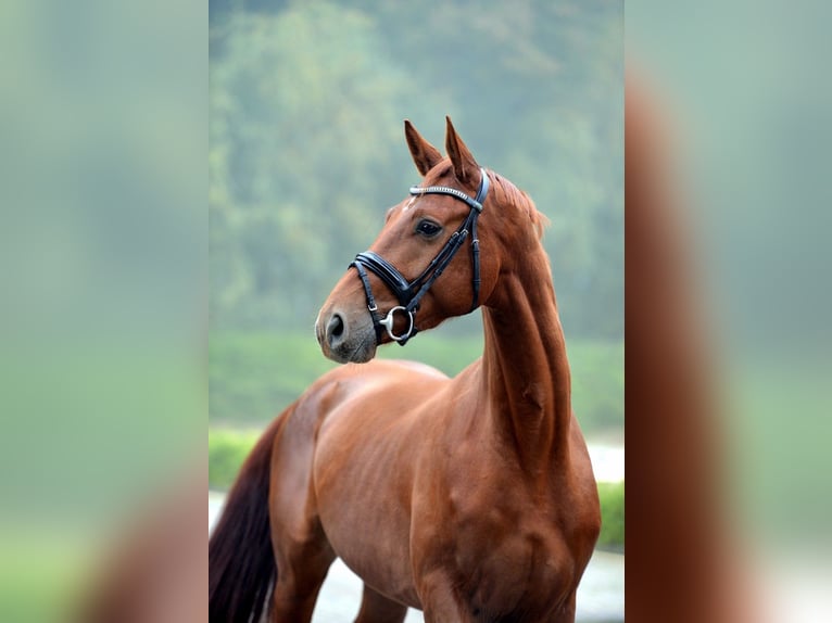 Hannoveriano Caballo castrado 3 años 168 cm Alazán in Visbek