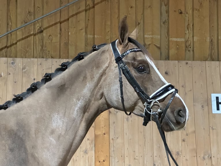 Hannoveriano Caballo castrado 3 años 168 cm Alazán-tostado in Riedlingen